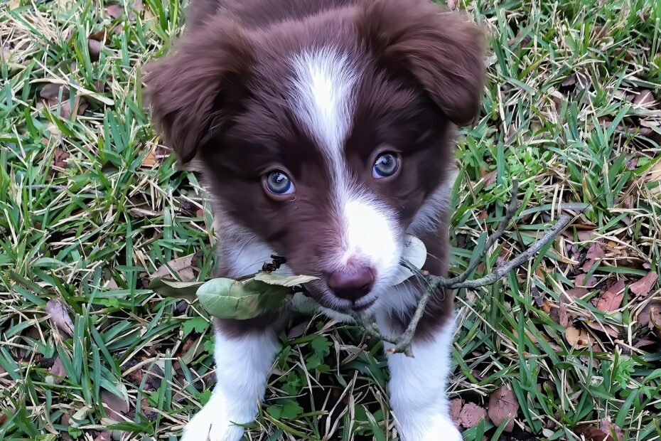 Cachorro Border Collie Filhote