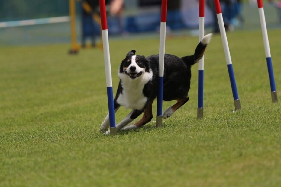 Border Collie aprendendo agility em um túnel durante seu primeiro treinamento.