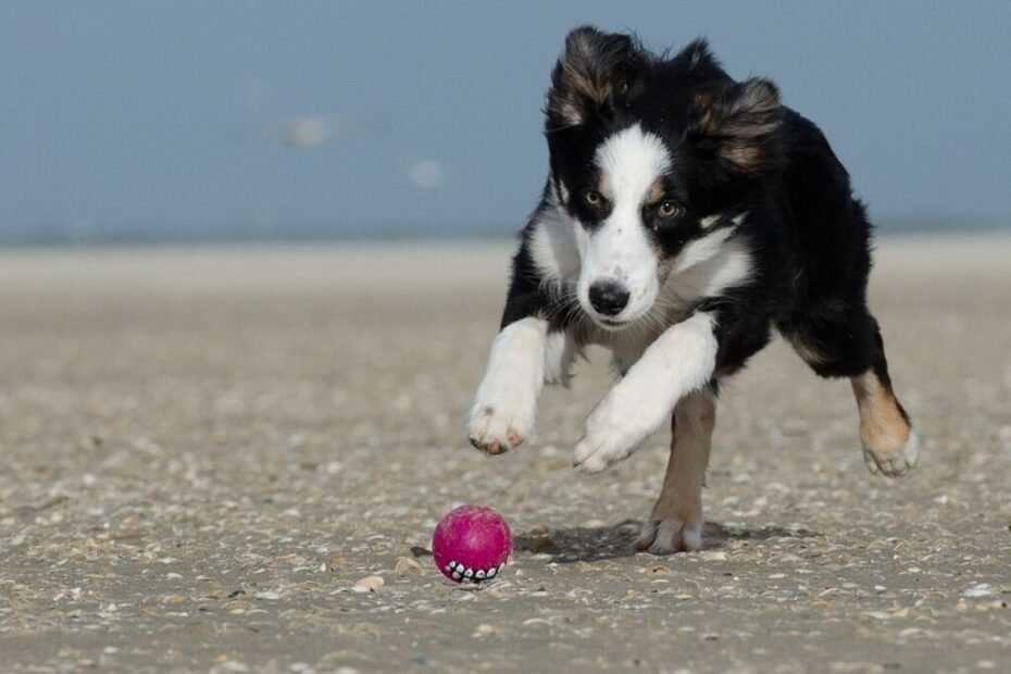 Border Collie correndo em uma partida de Flyball, mostrando agilidade e concentração.