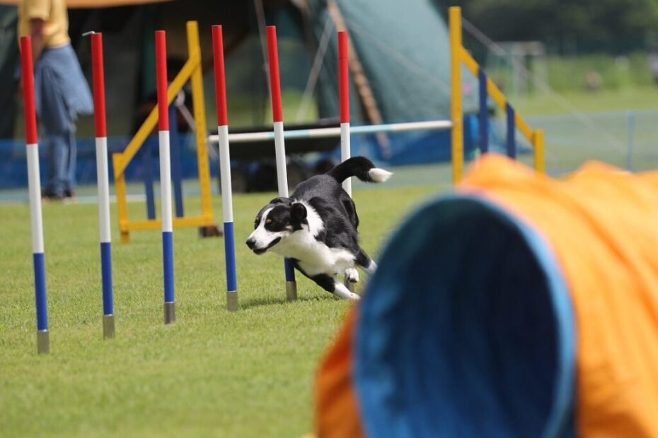 Border Collie em ação, treinando agility e superando obstáculos com energia e foco.