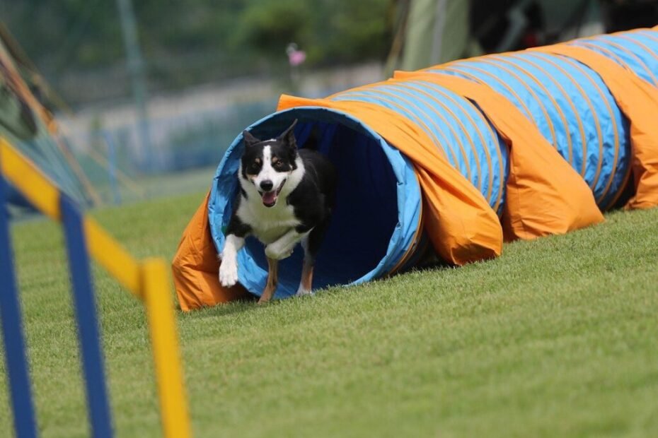 Border Collie em uma performance de Frisbee Freestyle, saltando alto para pegar o frisbee com graça e precisão.
