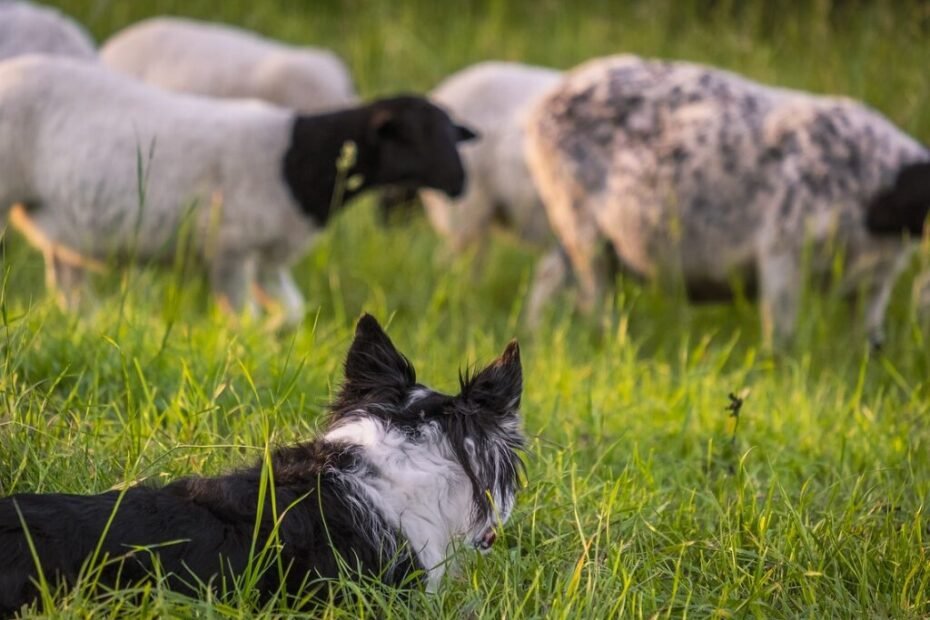 Border Collie conduzindo ovelhas em uma competição de herding com precisão e foco.