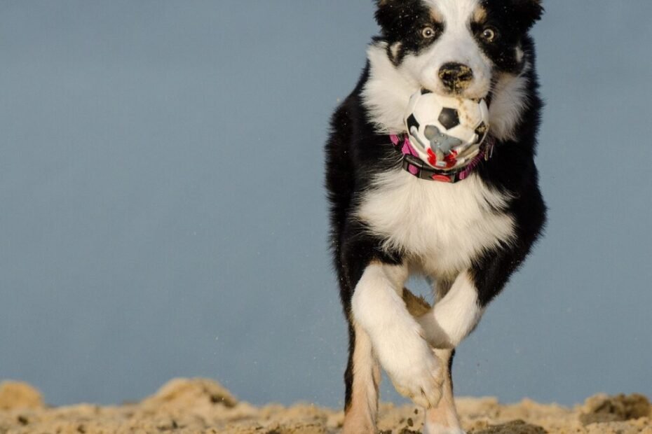 Border Collie praticando esportes caninos, saltando sobre um obstáculo em um treino de agility ao ar livre.