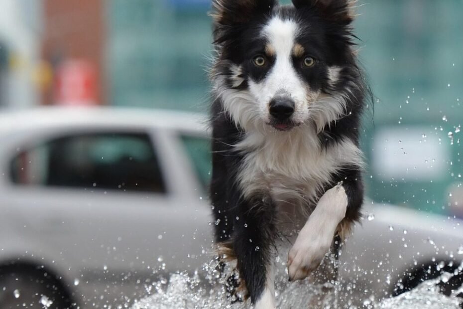 Expressões do Border Collie