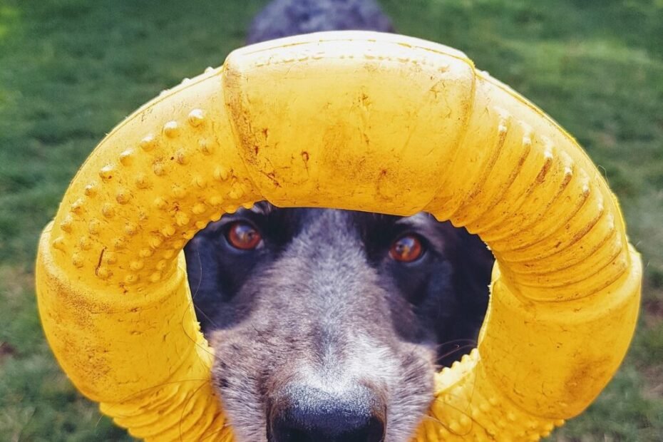 Border Collie em ação, utilizando equipamentos de treinamento para esportes caninos, como barreiras de salto e túneis.