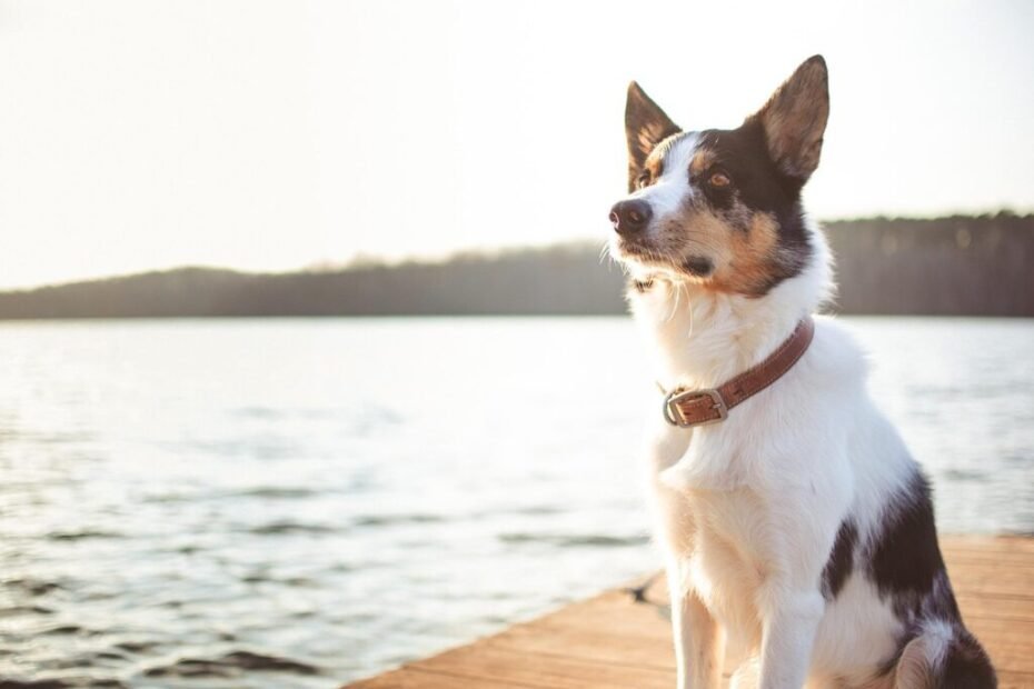Movimentos do Border Collie