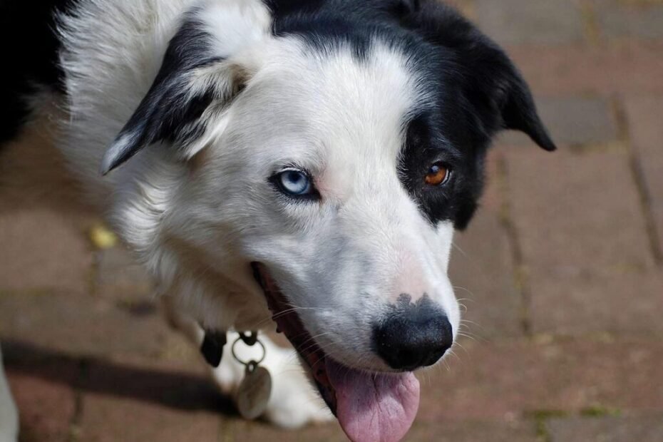 O Que Seu Border Collie Está Tentando Dizer
