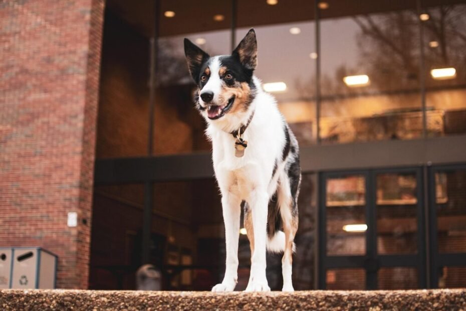 Adaptação do Border Collie ao Estilo de Vida Urbano