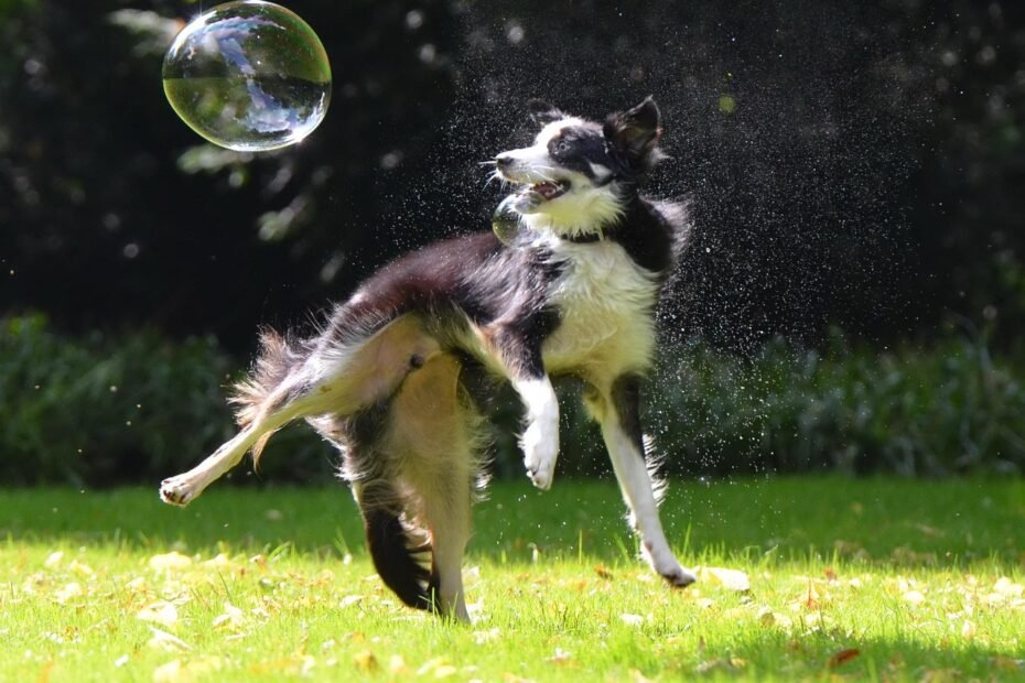 Border Collie