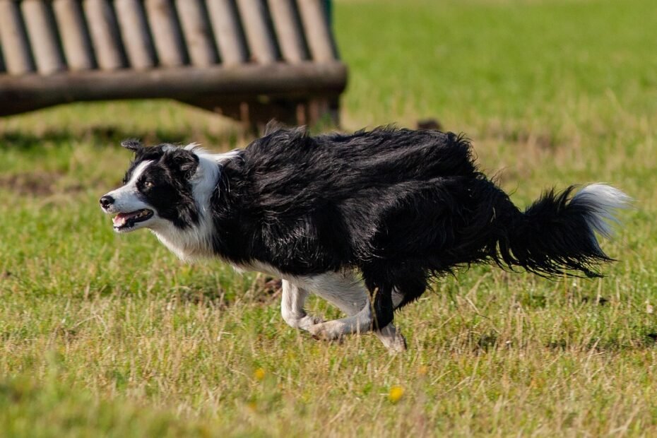 como-evitar-lesoes-border-collies-esportes-caninos