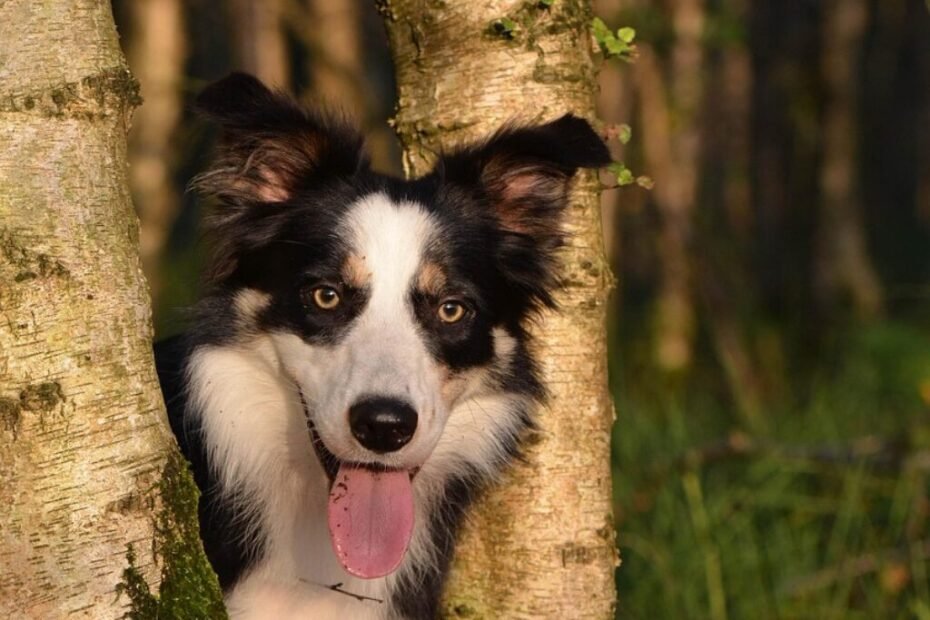 Border Collie com expressão atenta, orelhas levantadas e sobrancelhas arqueadas, observando o tutor com curiosidade.