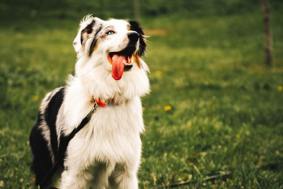 Border Collie latindo de forma expressiva, com postura focada e cauda em movimento.