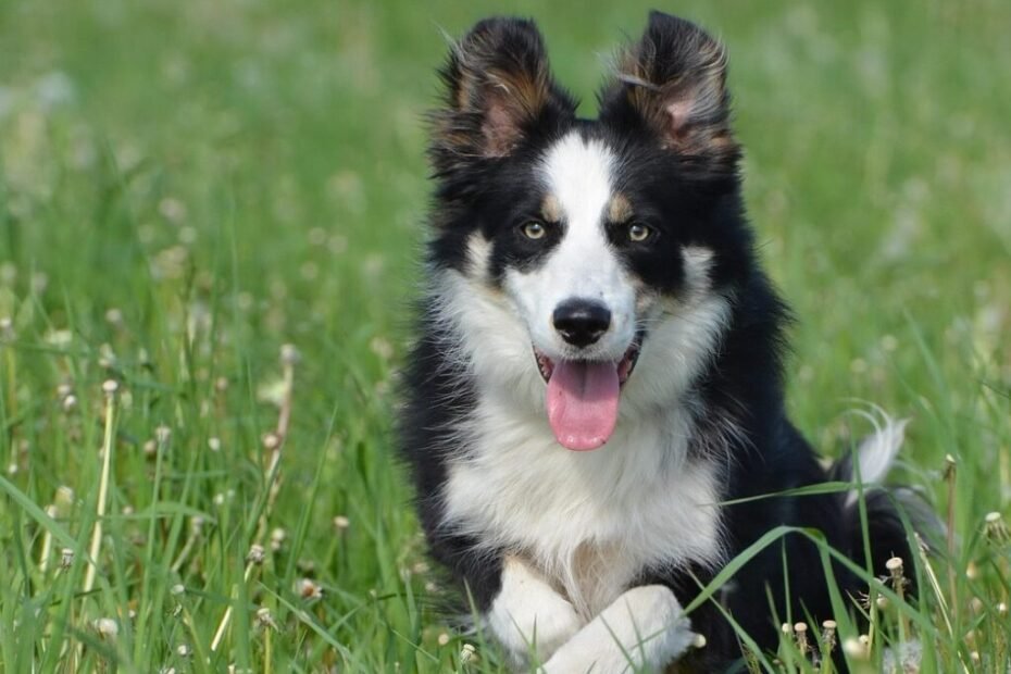 Border Collie com postura corporal de alerta, com o corpo inclinado para frente e olhar fixo, observando algo à distância.