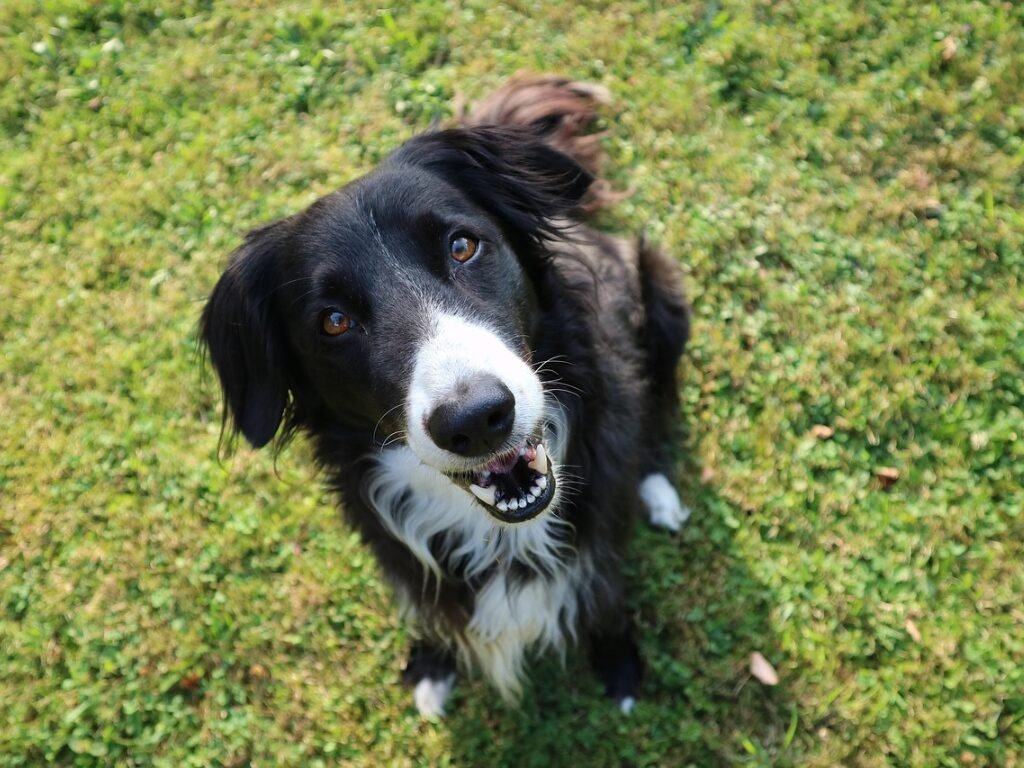 Cachorro Tosse Como se Estivesse Engasgado: Causas e Soluções