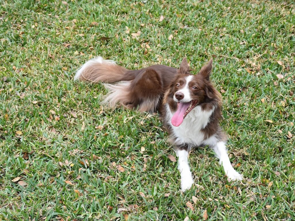 Cachorro com Respiração Ofegante e Coração Acelerado
