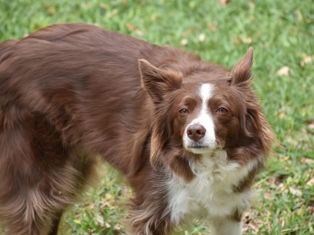 Cuidados de Saúde um Border Collie