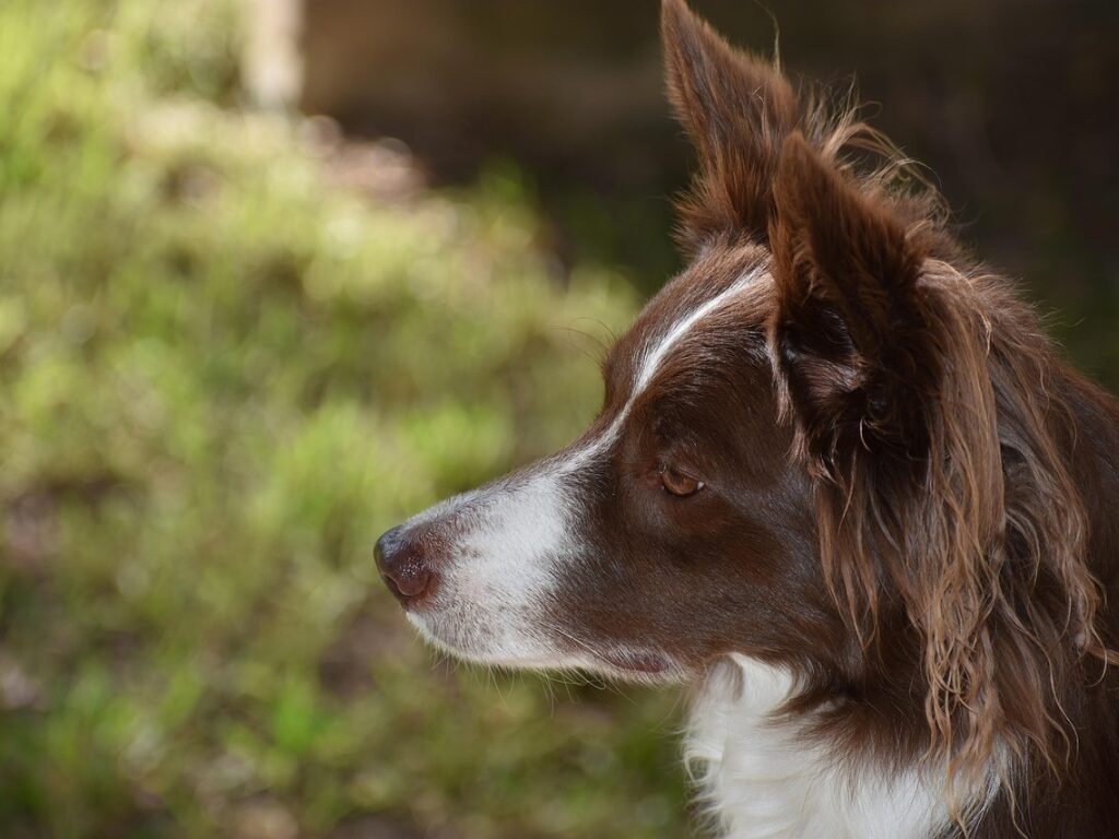 Doenças Comuns em Border Collies