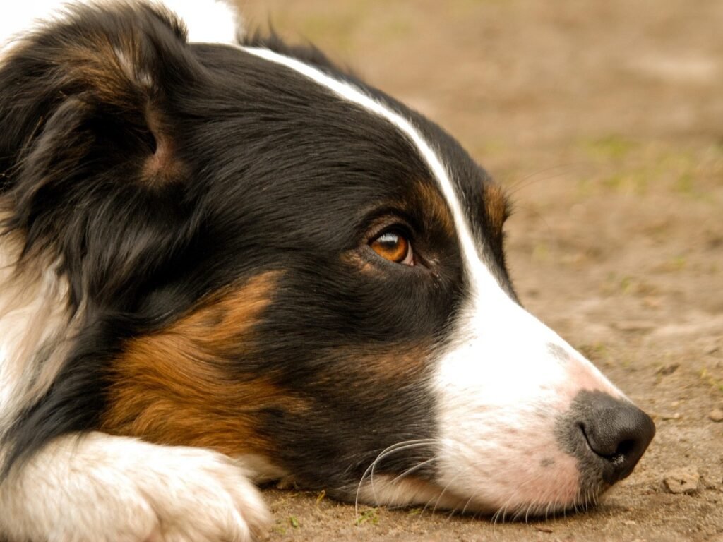 Remédio Caseiro Para Desengasgar Cachorro