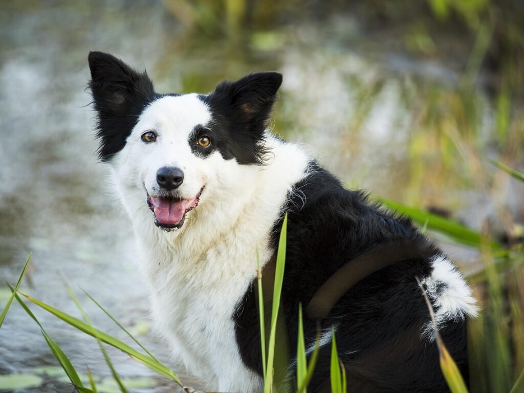 Saúde Bucal do Border Collie