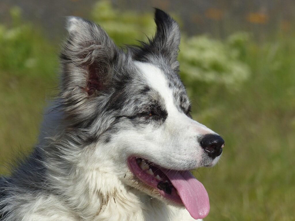 Border Collie Blue Merle Tricolor