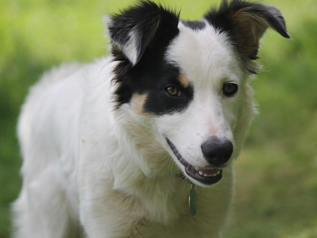 Border Collie Branco