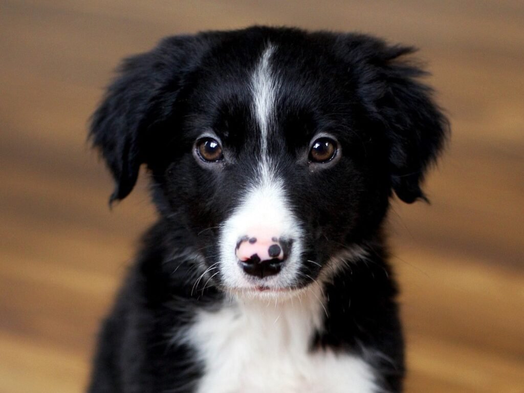 Border Collie Filhote