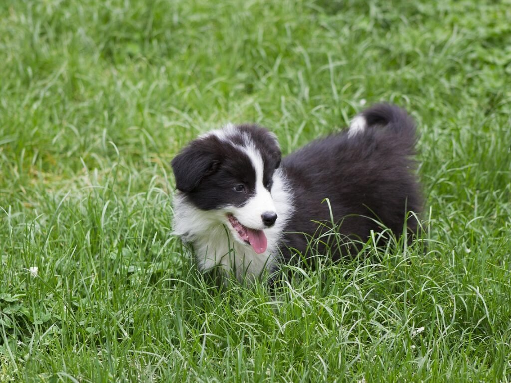 Border Collie Filhote Pode Ficar Sozinho? Dicas Pra Não Virar Caos