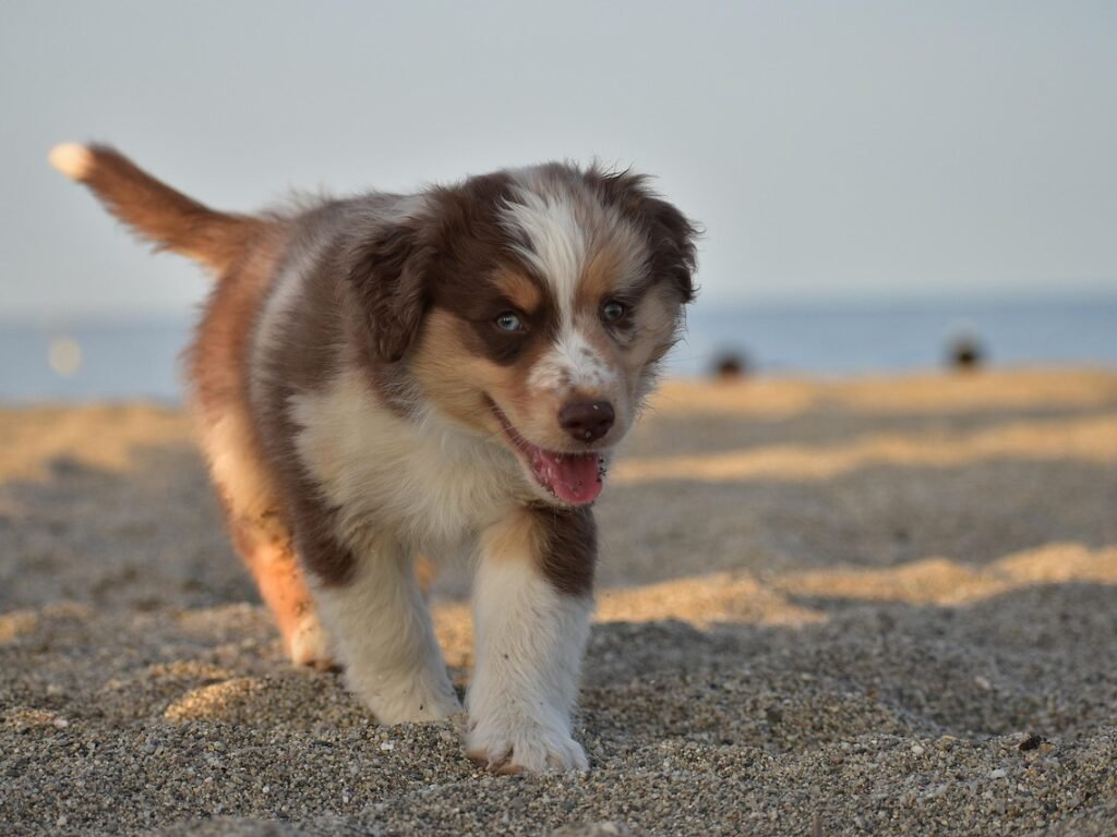 Border Collie Filhote: Quando Treinar e Como Acertar os Comandos Desde o Começo!