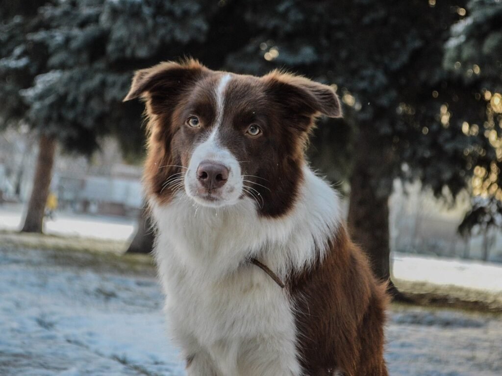 Border Collie Marrom e Branco