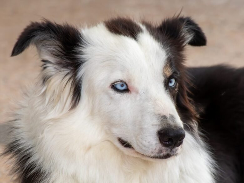 Border Collie Olho Azul