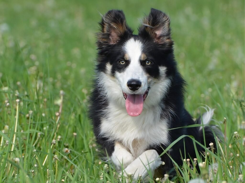 Border Collie Preto e Branco