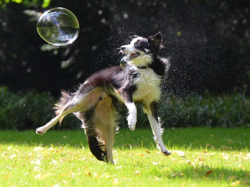 Cão Border Collie