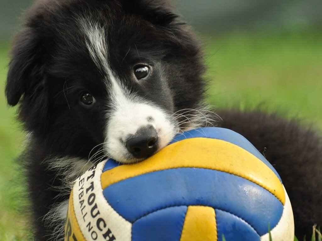 Filhote Border Collie
