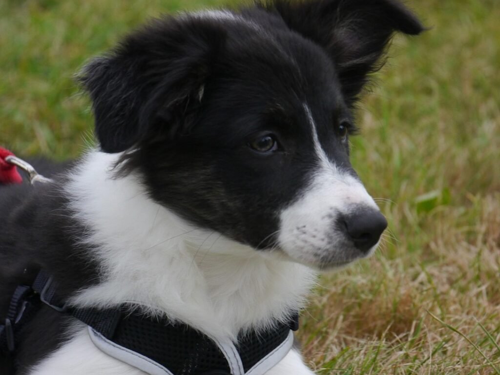 O Que Alimentar um Border Collie Filhote