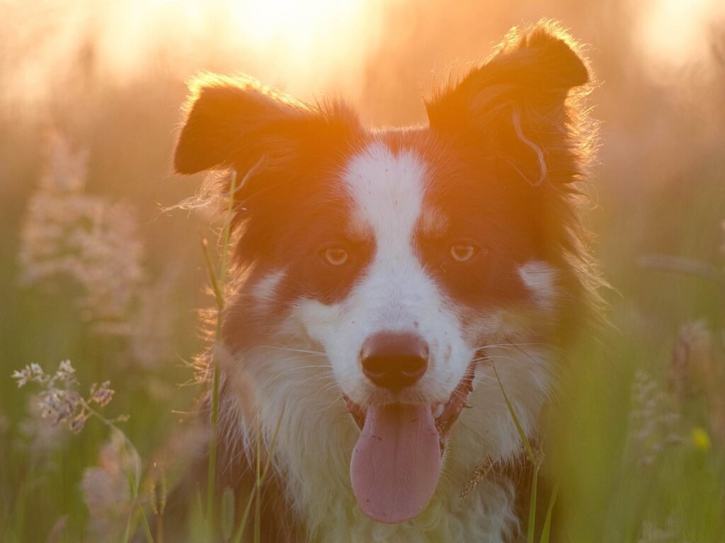 Tudo sobre o Border Collie Mini