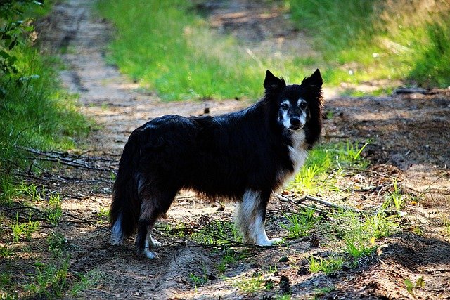 Border Collie Preto
