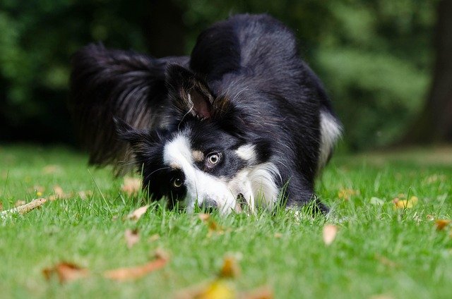 Border Collie Late