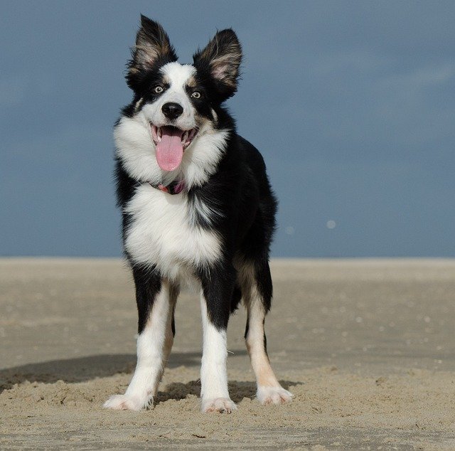 Border Collie