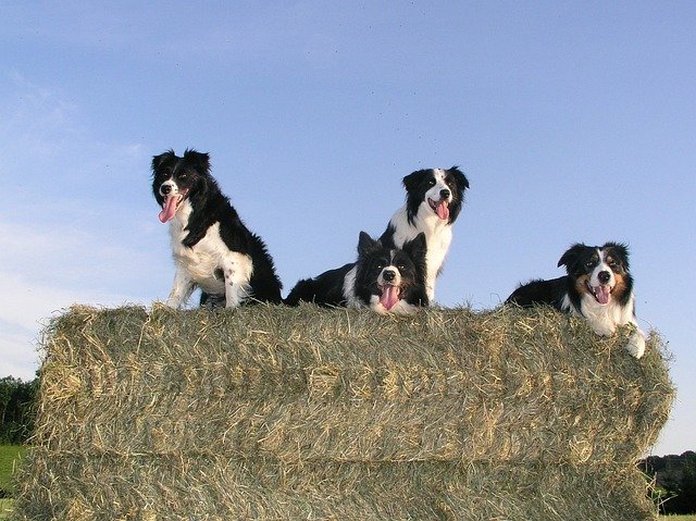 Border Collie