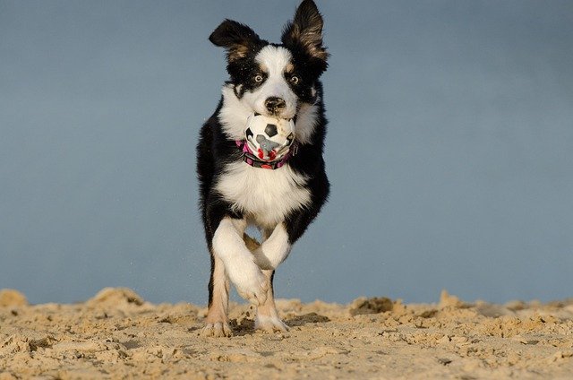 Border Collie bolinha