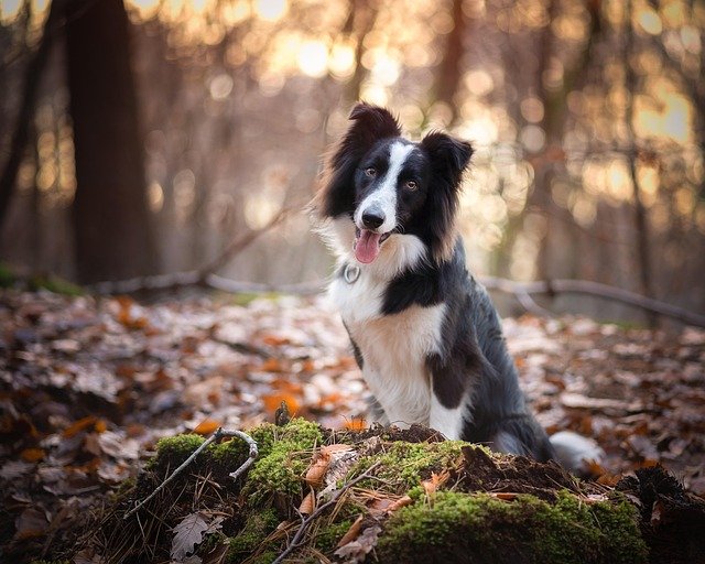 Border Collie