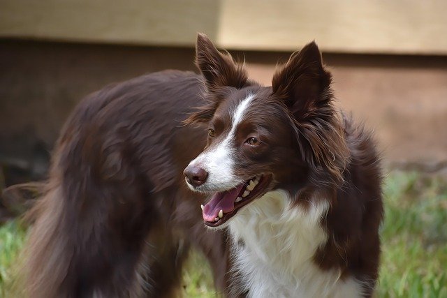 Border Collie Marrom: Conheça a Beleza e a Singularidade Dessa Variação