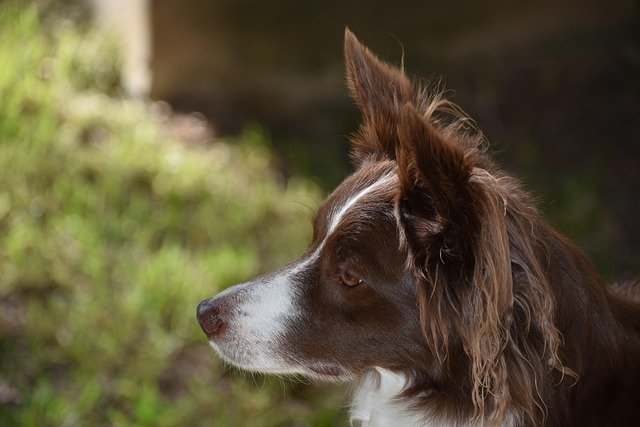 Border Collie Orelhas