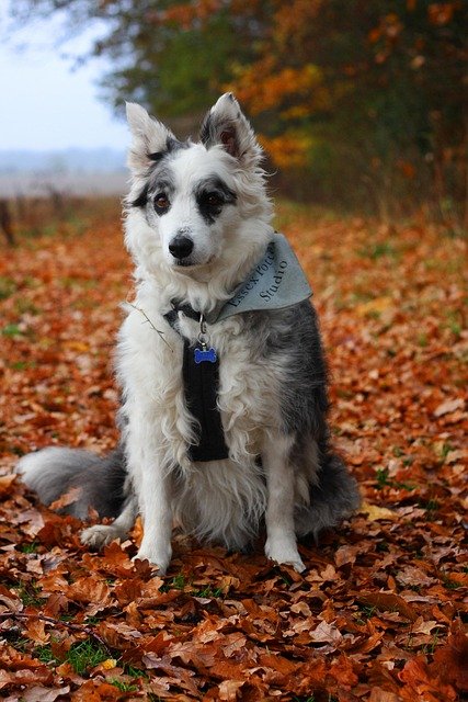 Border Collie