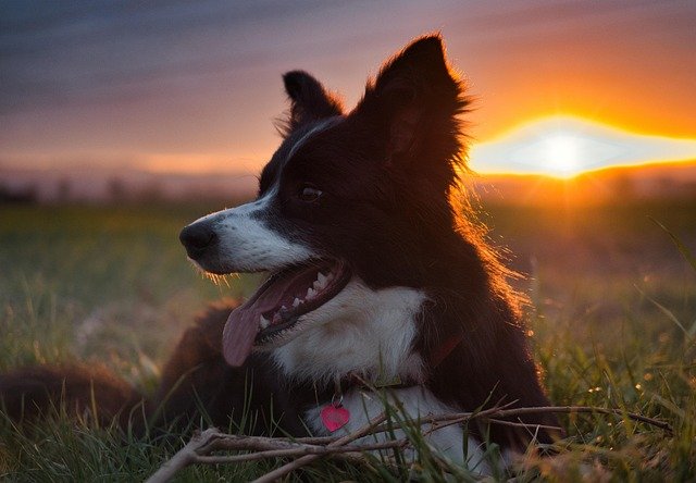 Border Collie Por do Sol