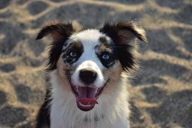 border collie tricolor