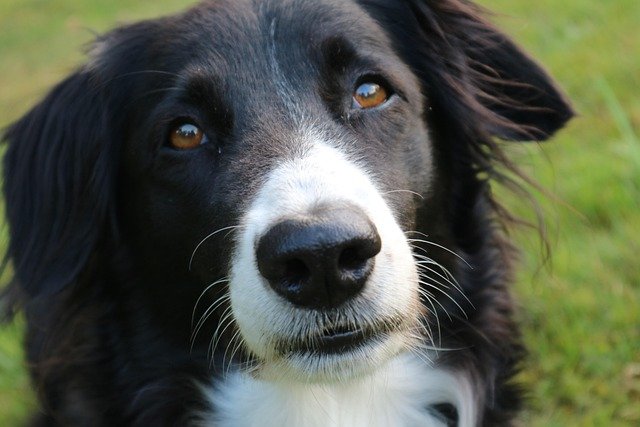 Border Collie Triste