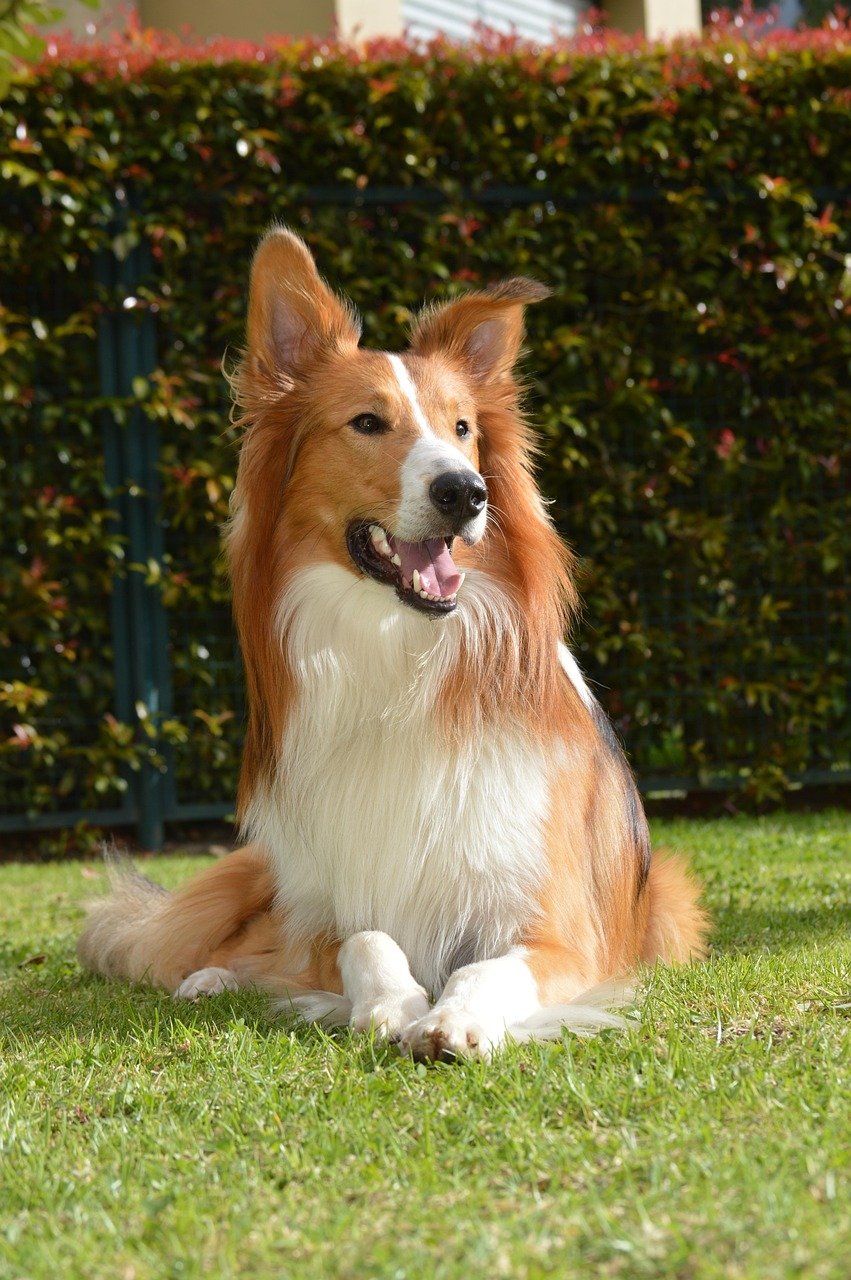 Border Collie