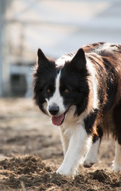 border collie