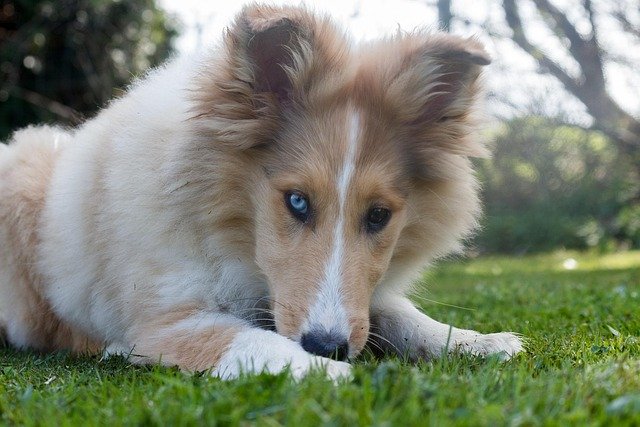 Dog Border Collie